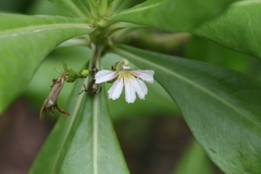 Scaevola taccada